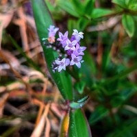 Neanotis nummulariiformis (Arn.) W.H.Lewis